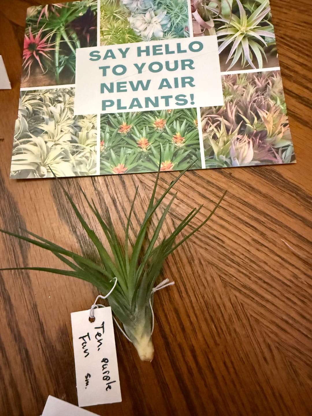 Customer photo review of Tenuifolia Purple Fan  (Stacked Form)