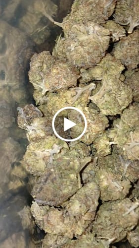 Customer video review of Cheap THCA Flower Half Pound