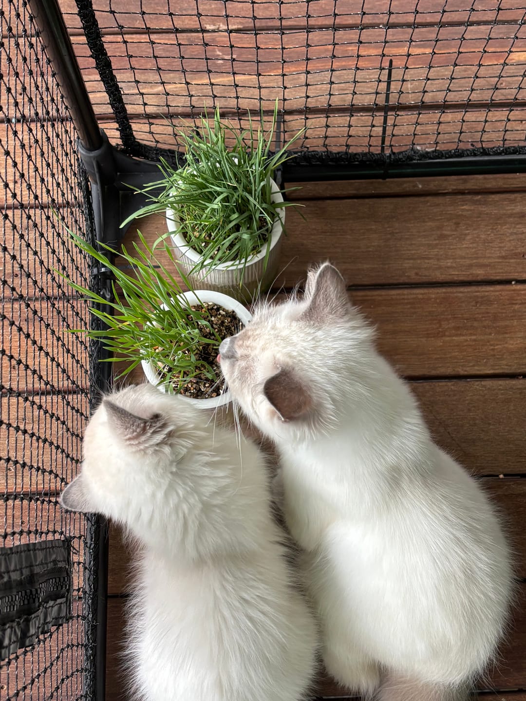 Customer photo review of MICHU All-in-One Soil-Free Cat Grass Grow Kit with Australian Seed and Mulch, Made in Australia