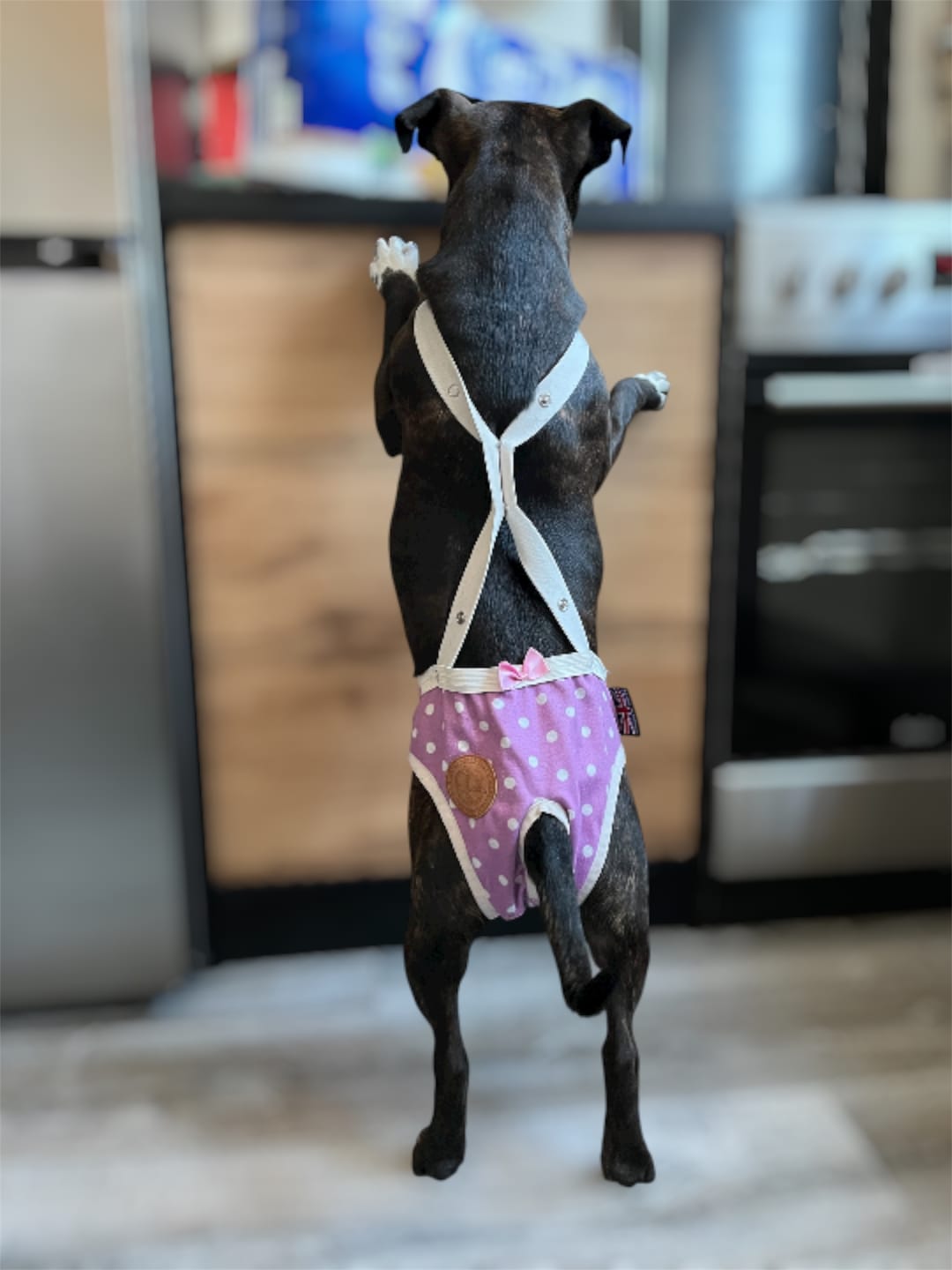 Customer photo review of Staffordshire Bull Terrier 1935® Hygiene Panties with Suspenders - Daisy