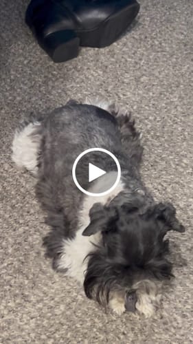 Customer video review of Blueberry Yak Chews
