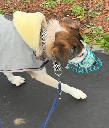 Customer photo review of „All in one“ Maulkorb