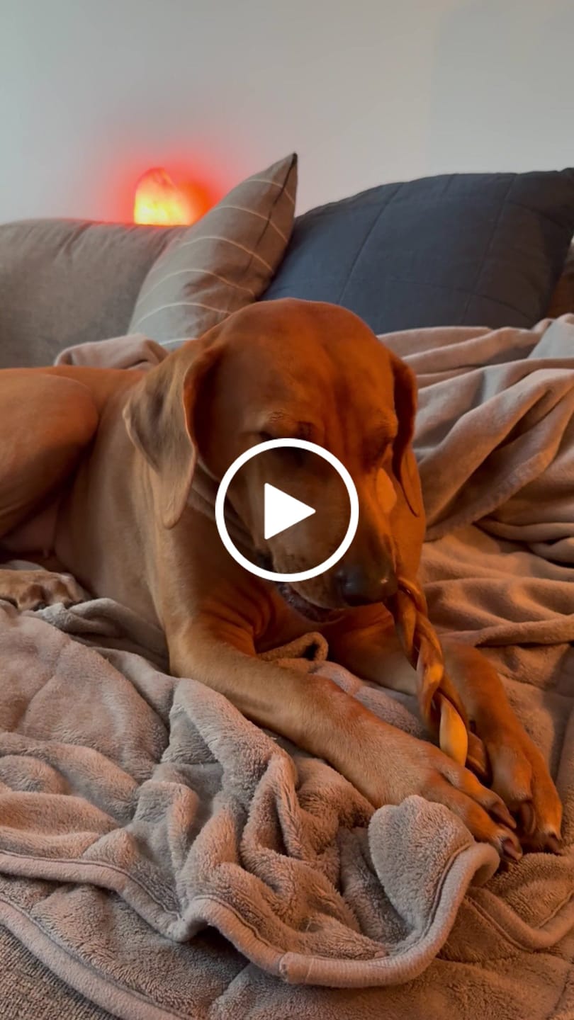 Customer video review of 10-12 Inch Braided Collagen Stick