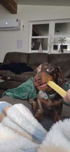 A customer's dapple puppy sits on a couch, chewing on a yellow Banana Yak Chew held by a person's hand.