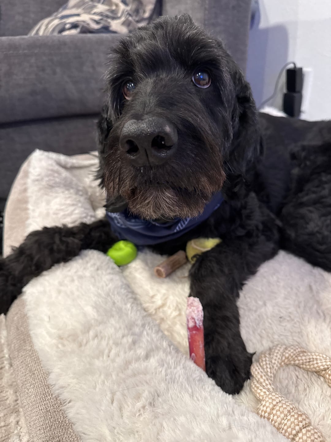 Customer photo review of 6 Inch Thick Bully Stick