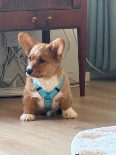 Customer photo review of Anny X FUN harness - Ice Blue