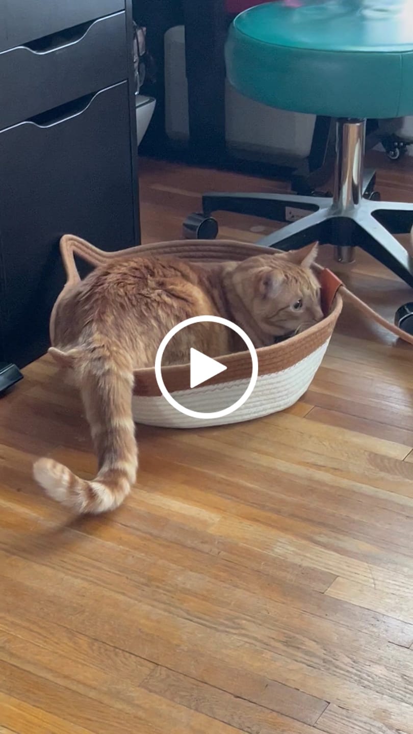 Customer video review of Instinct Play Stick | Wild-Harvested & Chemical-Free Dental Cat Entertainment (1+1 FREE)