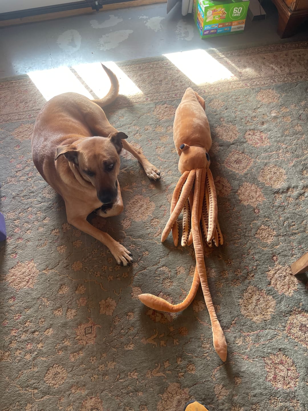 Customer photo review of Architeuthis Giant Squid Soft Stuffed Plush Toy