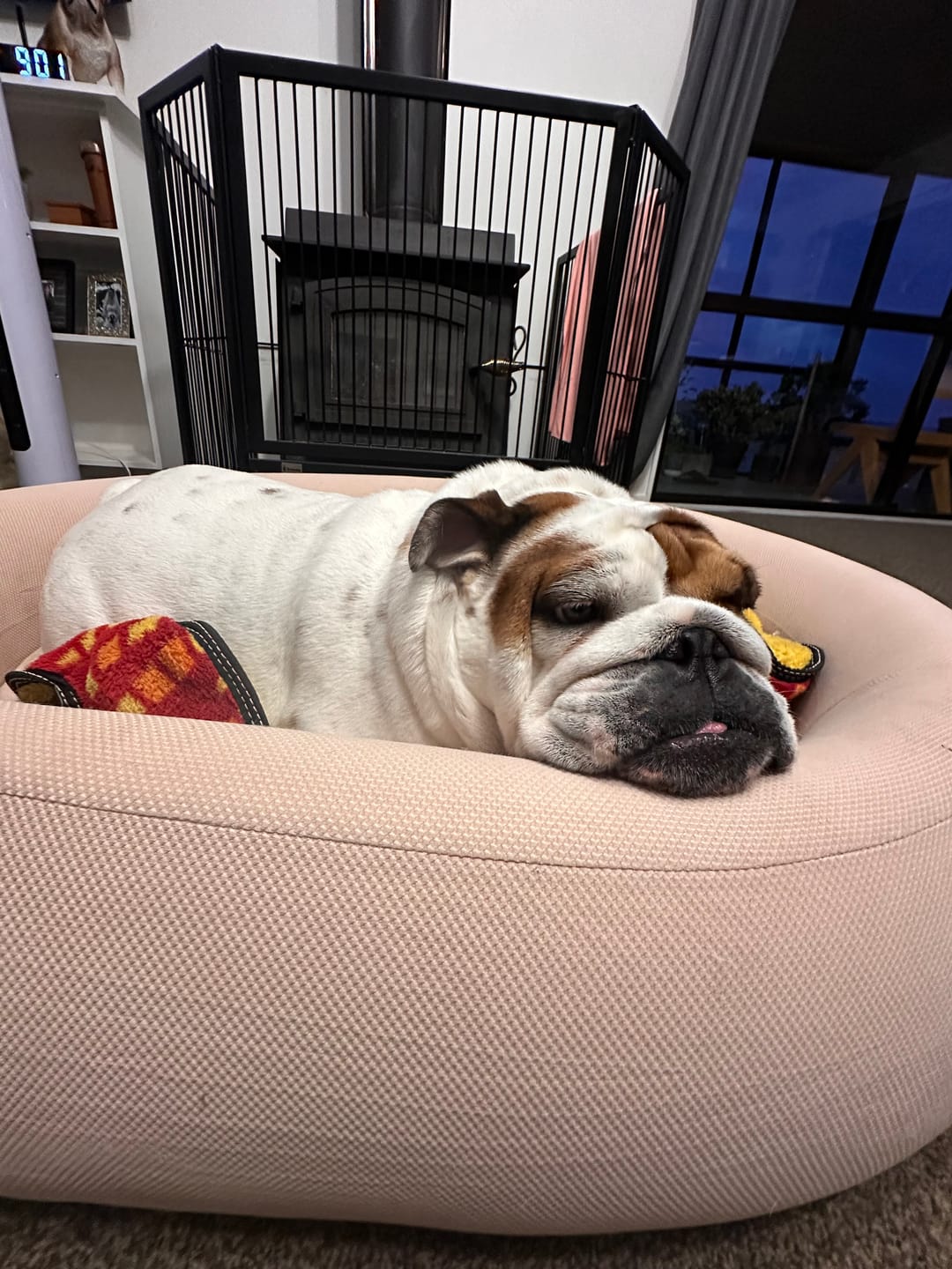 Customer photo review of Brooklyn® Nest Dog Bed (Orthopaedic Memory Foam)