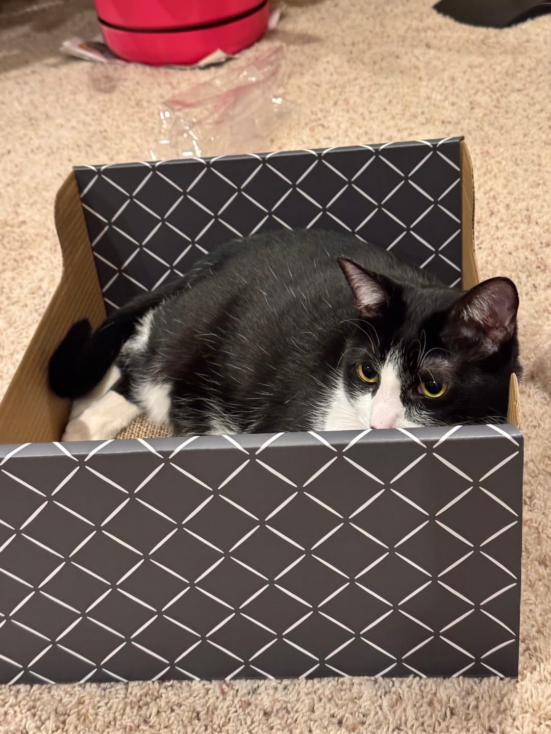 Customer photo review of Hide & Scratch Extra-Large Cat Scratcher Box