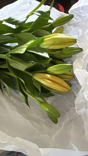 Customer photo review of Asiatic Lily