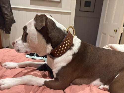 Customer photo review of Hand Made Leather Dog Collar - RuffNeck Brown & Brass (Wide Fit)