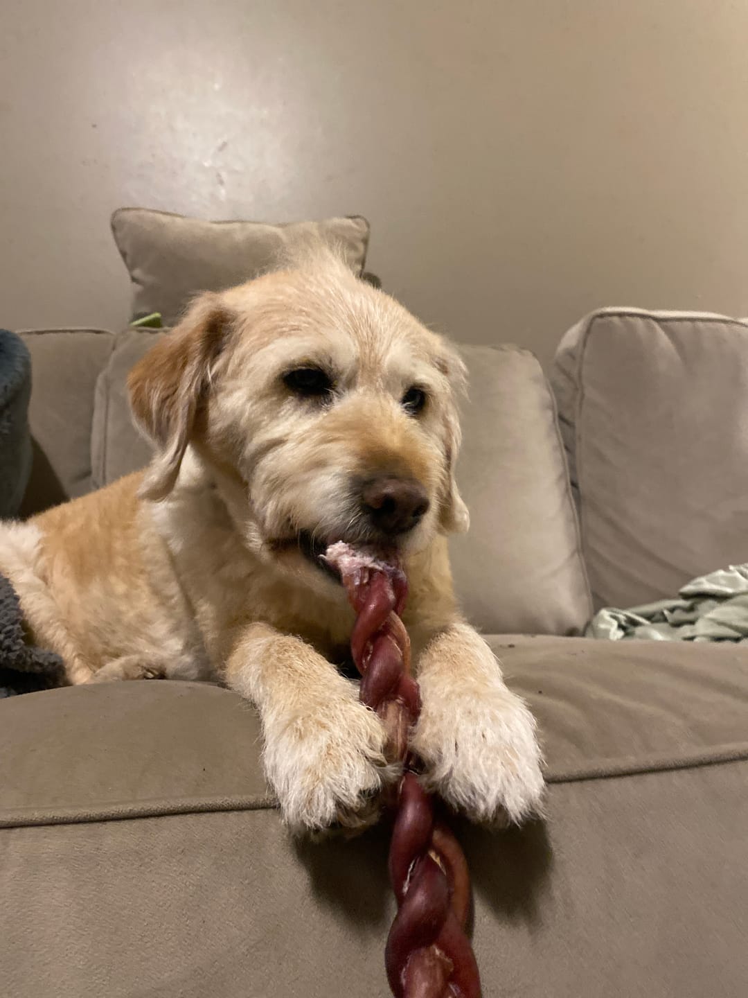 Customer photo review of 12 Inch Standard Braided Bully Stick
