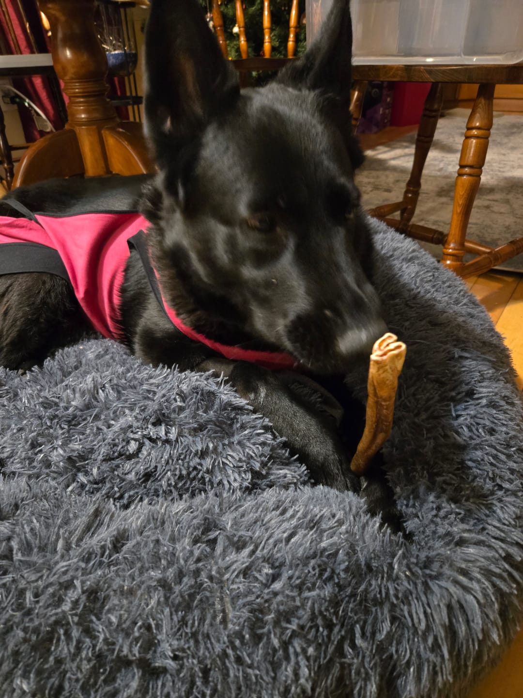 Customer photo review of 10-12 Inch Champion Chew