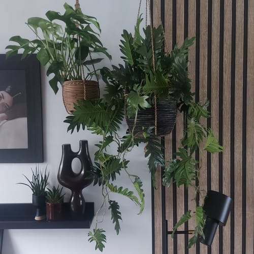 Customer photo review of Philodendron Kunst Hangplant 95cm