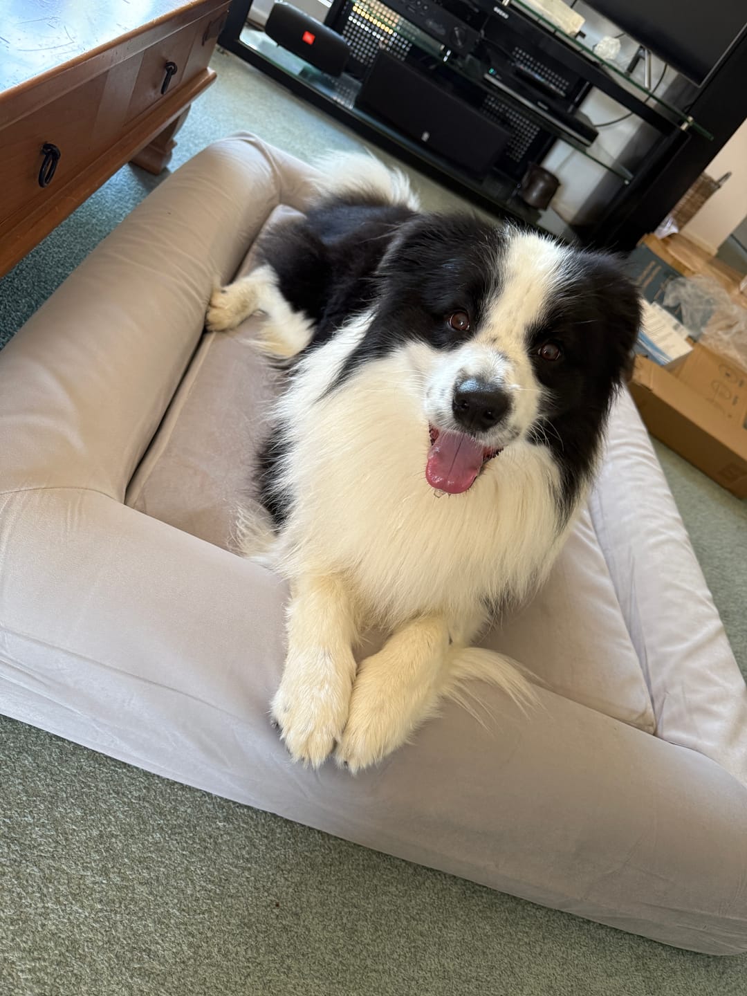 Customer photo review of Orthopaedic Memory Foam Dog Bed