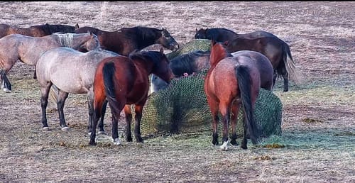 Customer photo review of Hay Chix® Large Bale Net - 6'