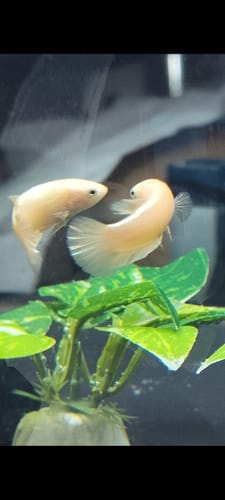 Customer photo review of Super Gold Female Betta Fish | Premium Gold