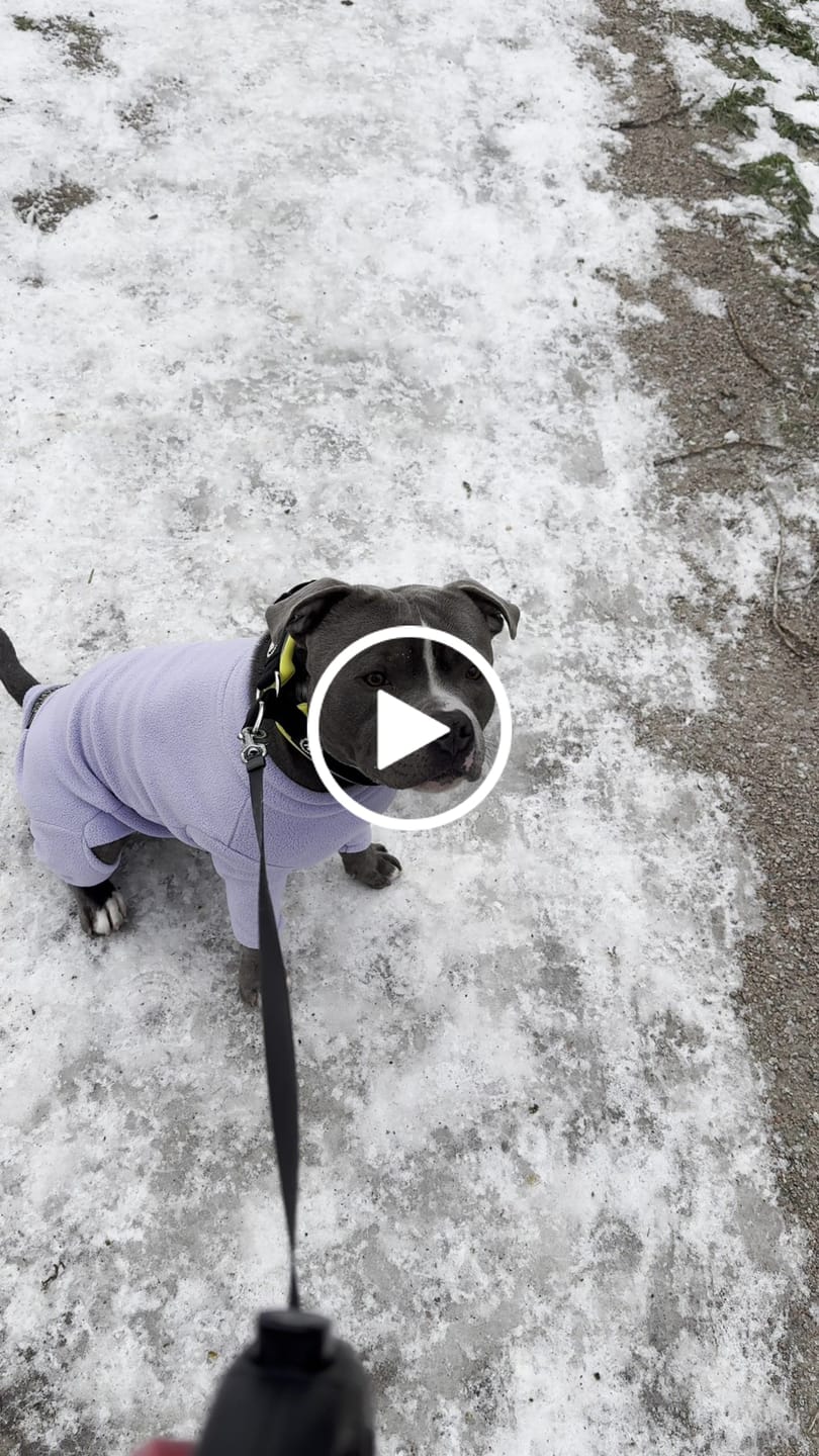 Customer video review of 4cm Slip on Collar | Foam Padded - Black x Yellow