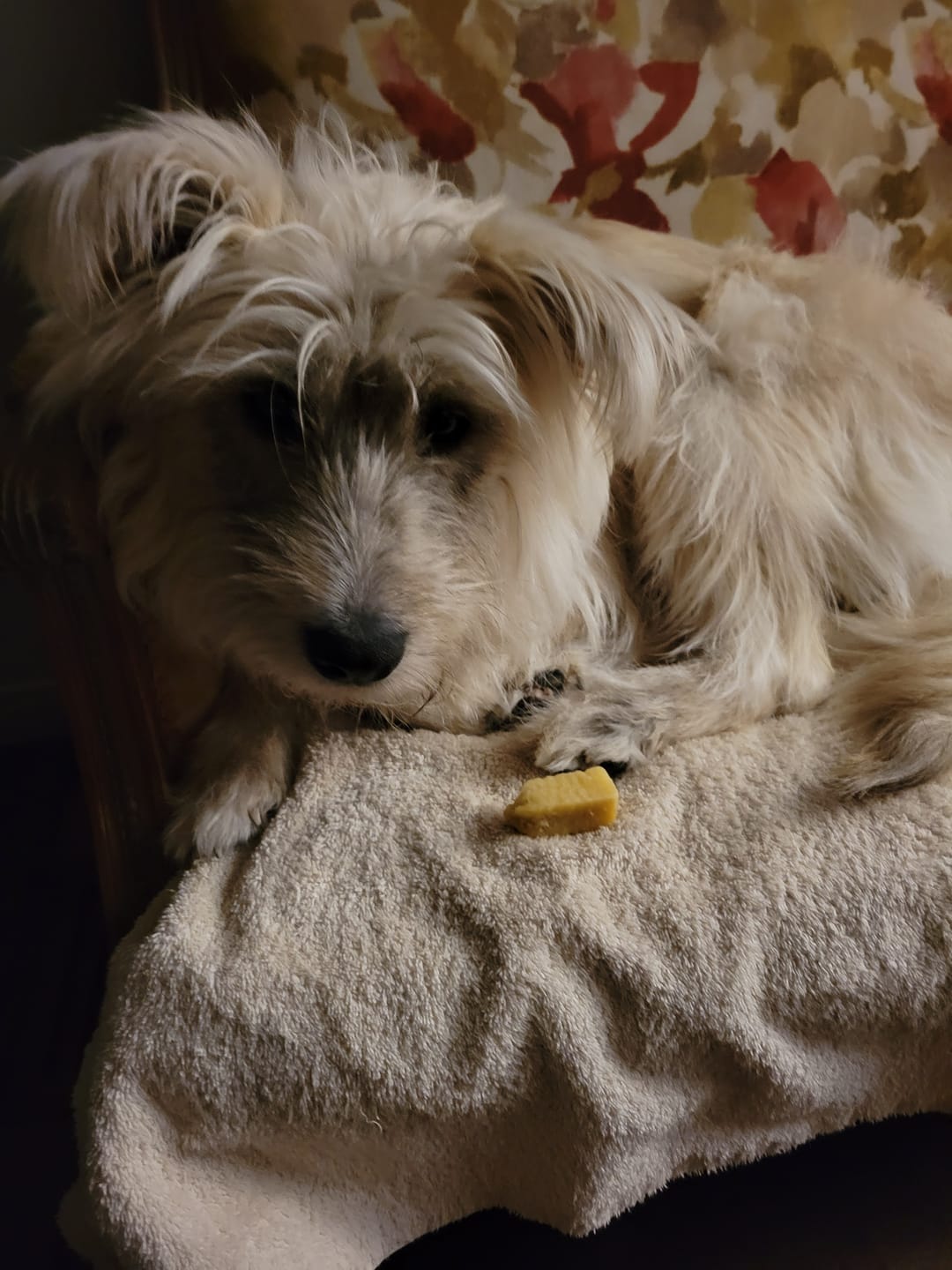 Customer photo review of Himalayan Yak Chew (SMALL)