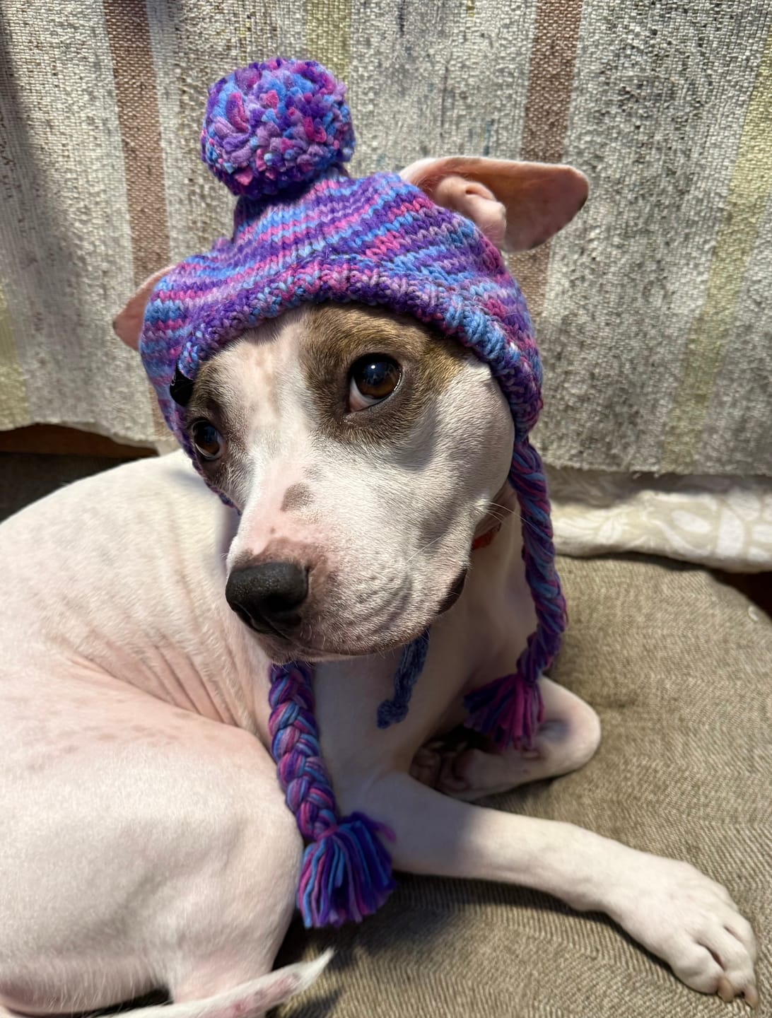Customer photo review of Knit Pom Pom Dog Beanie Hats