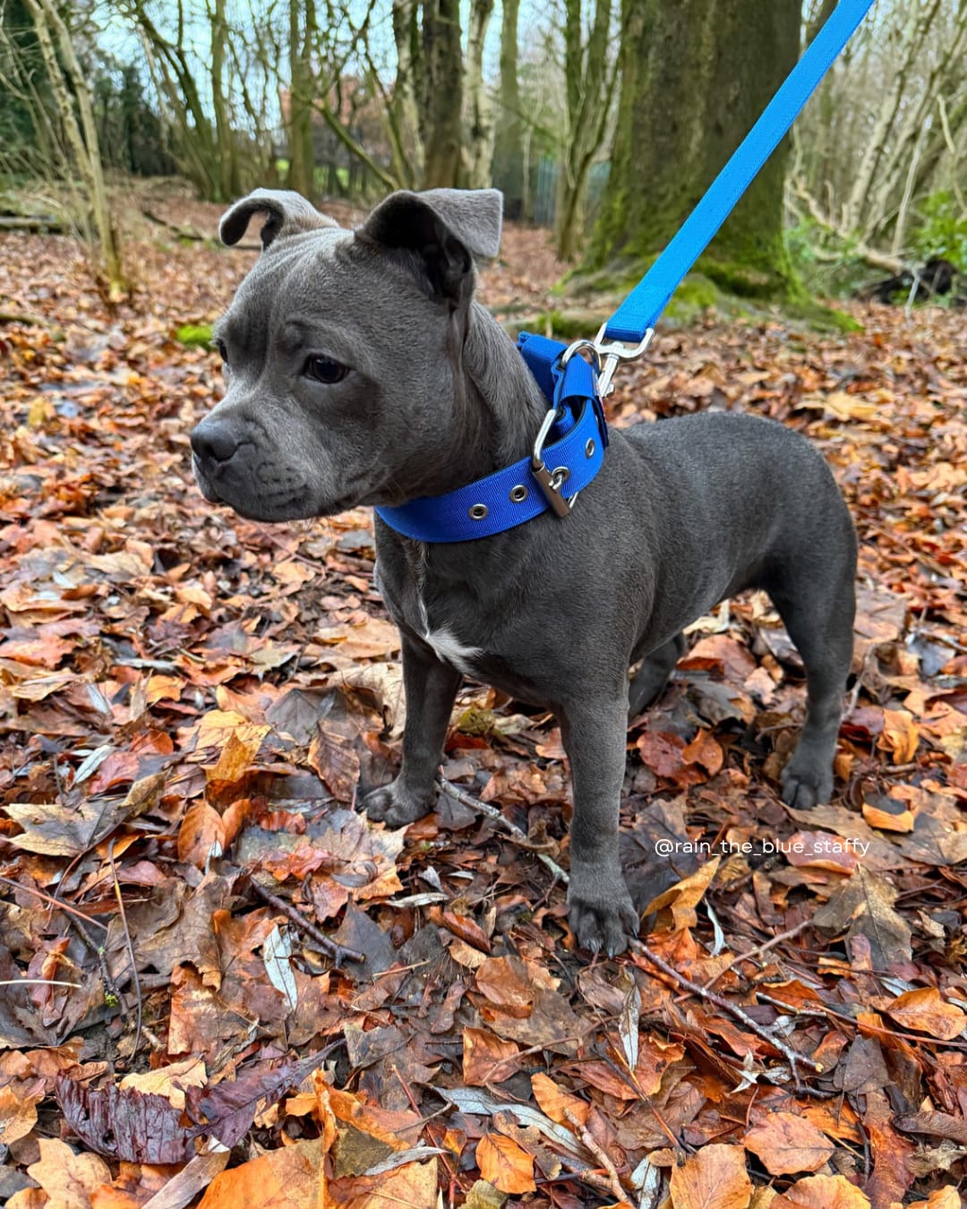 Customer photo review of Staffordshire Bull Terrier 1935® Nylon Collar - Royal Blue