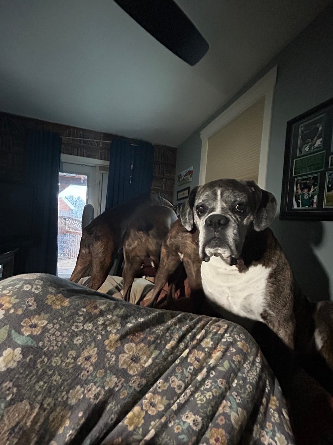 Customer photo review of Blueberry Himalayan Yak Chew (MEDIUM)