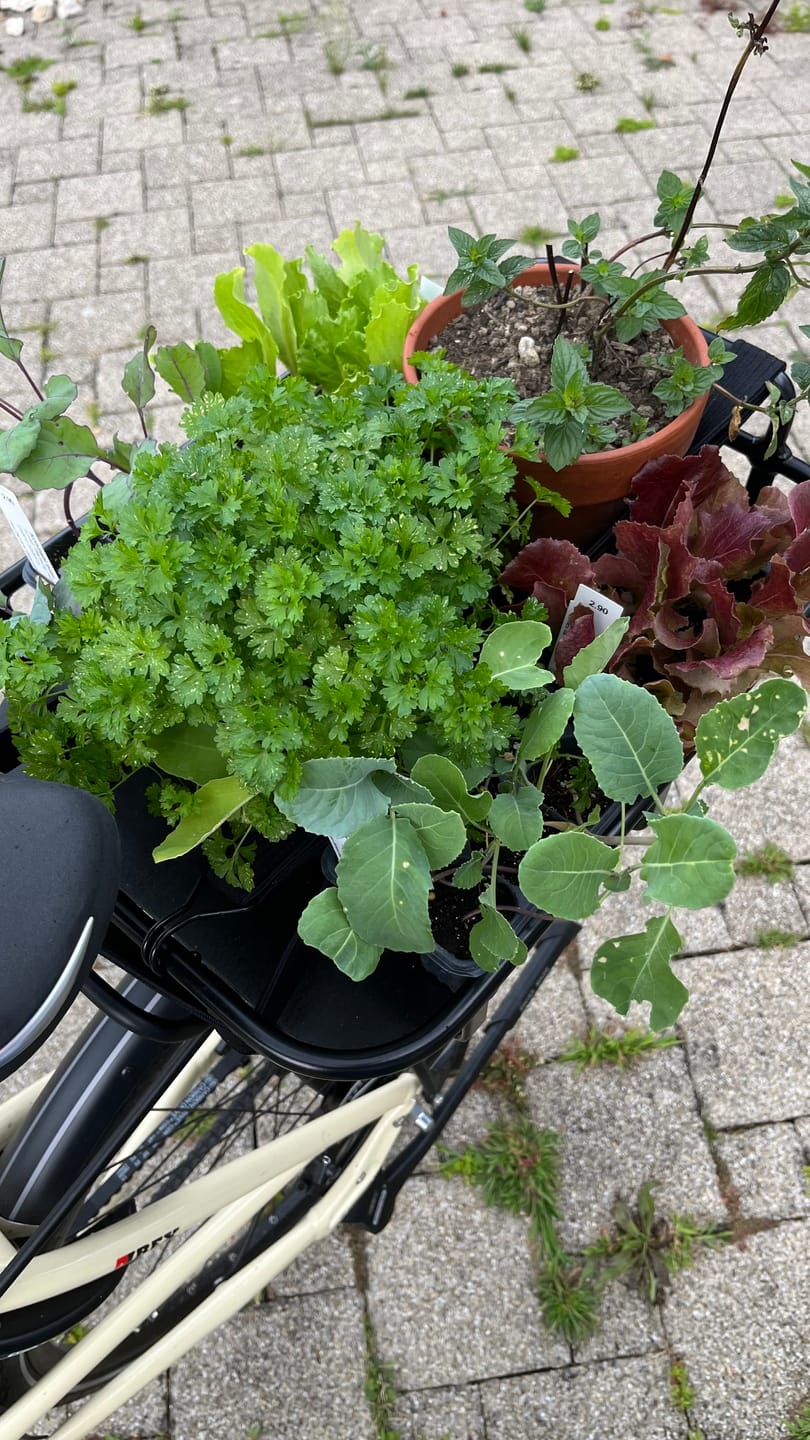 Customer photo review of Velokorb PACKI