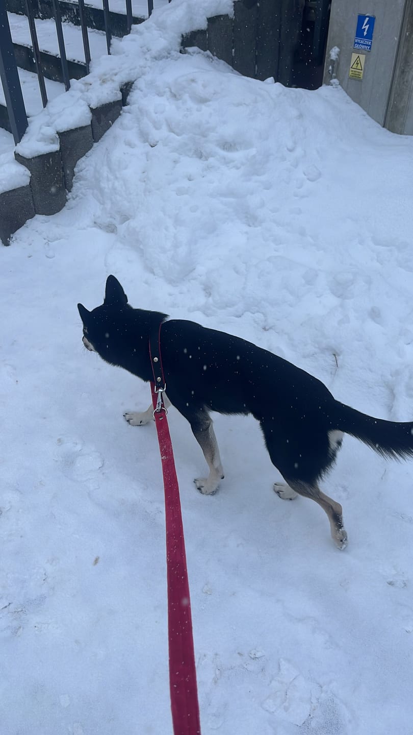 Customer photo review of Smycz przepinana dla psa z imieniem - Personal Multi Leash