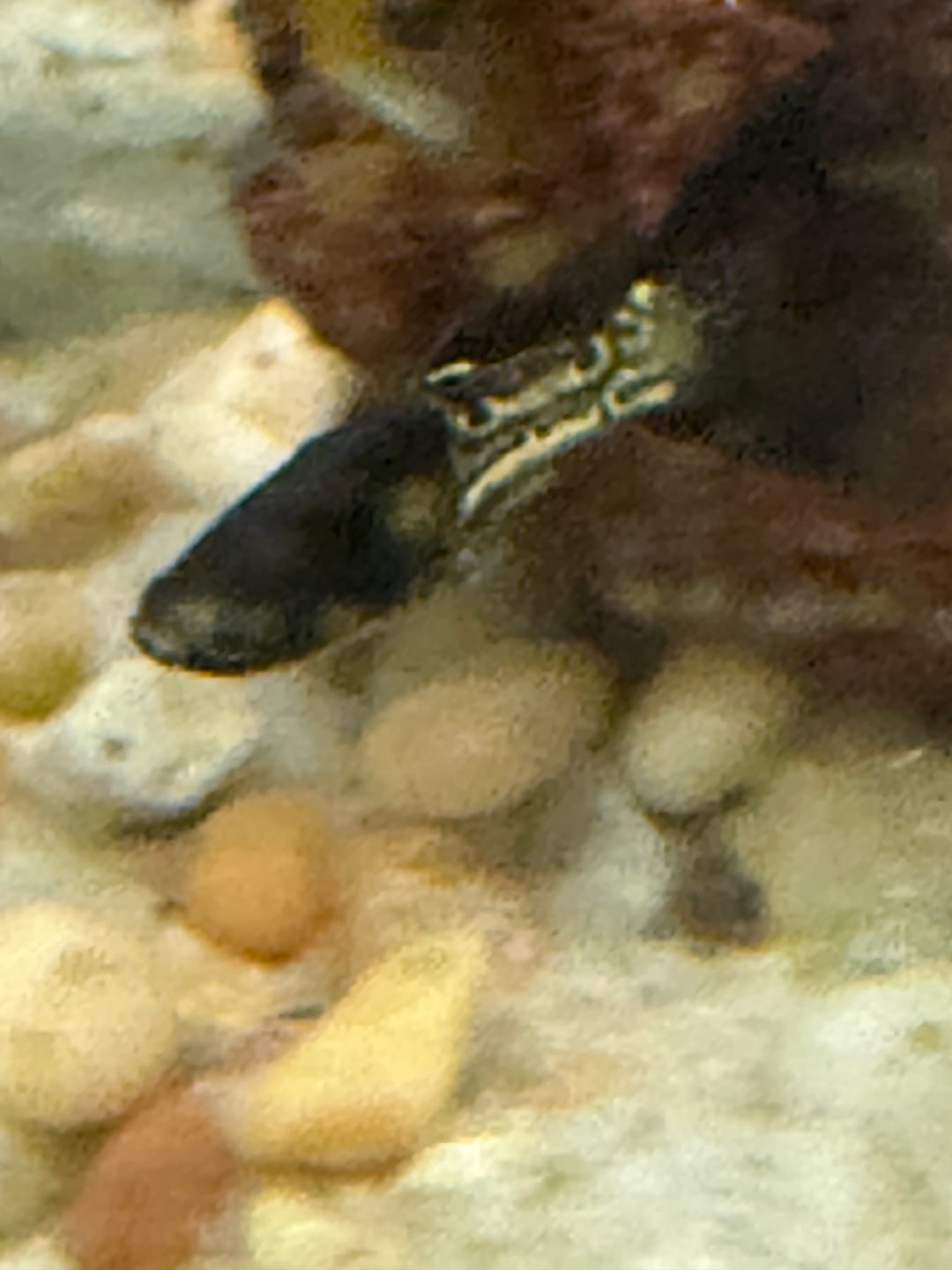 Customer photo review of Metal Black Tail Guppy Fish