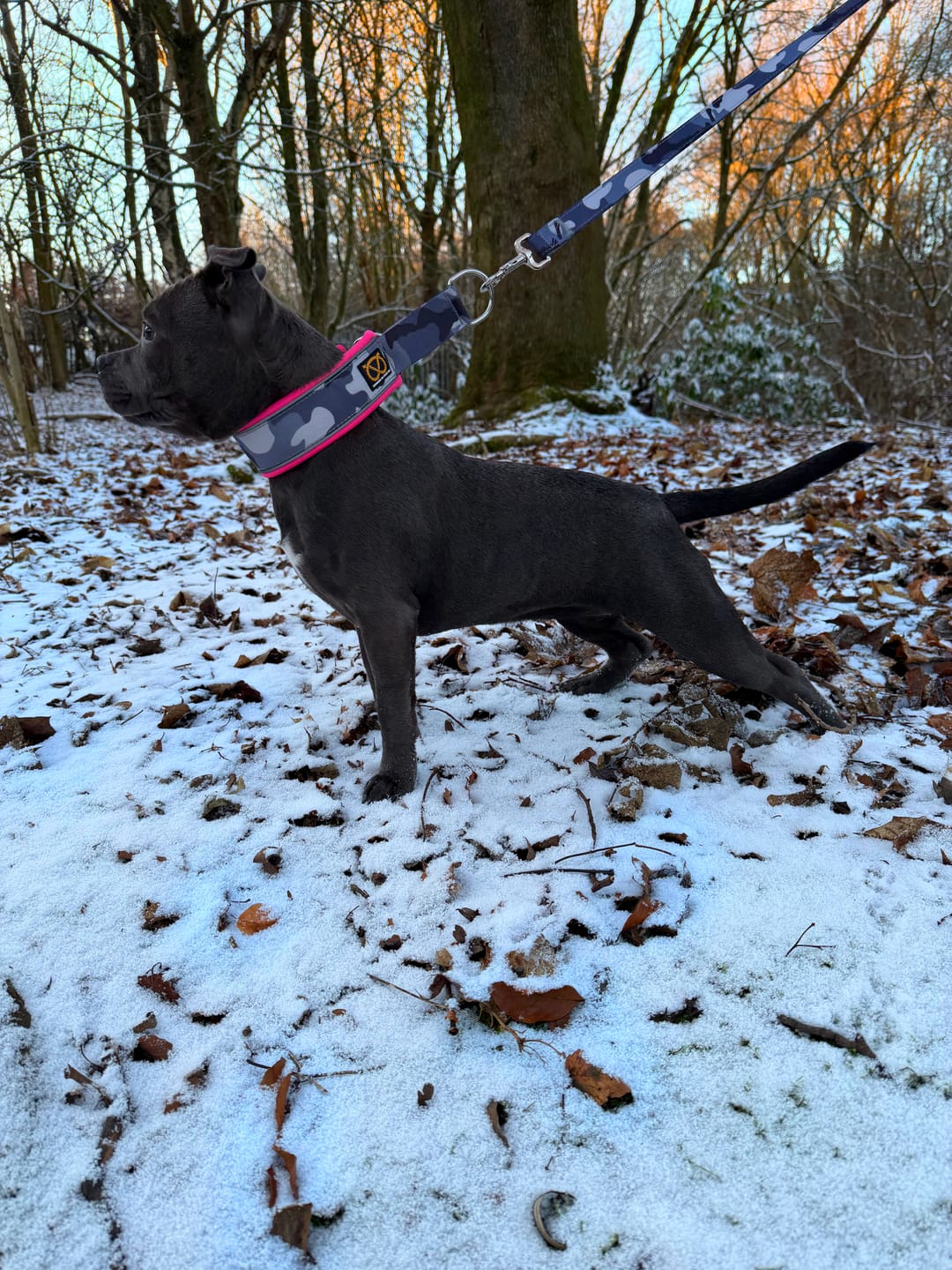 Customer photo review of Staffordshire Bull Terrier 1935® Nylon Leash - Night Camo & Neon Pink - Normal