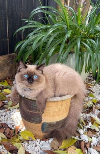 Customer photo review of Fit Litter