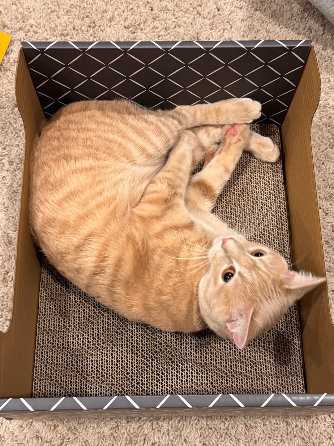 Customer photo review of 26" L Shaped Cat Scratcher Box and Cat Bed with Double-Sided Cardboard Cat Scratch Pad