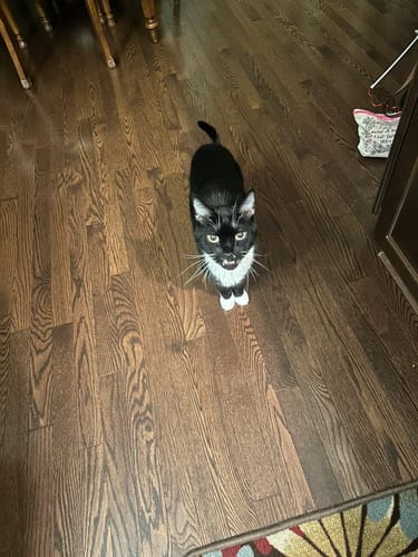 Customer photo review of Cat Cold, Sneezing & Respiratory Support Remedy