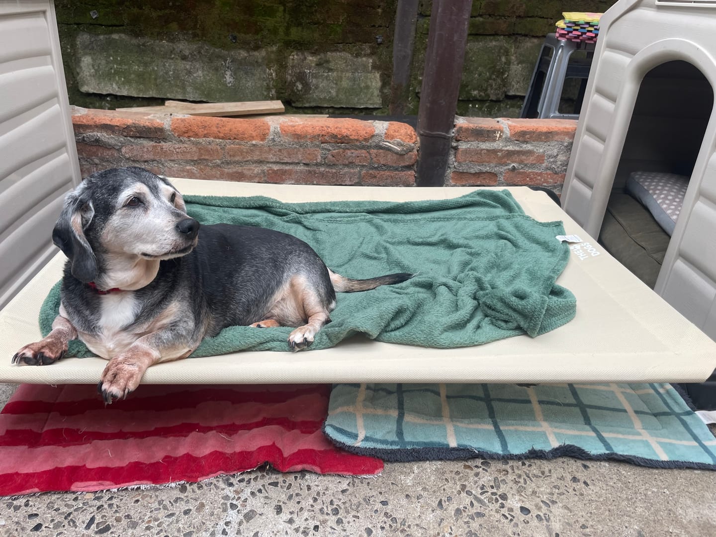 Customer photo review of Cama Elevada THE DOGS: Frescura y Ventilación