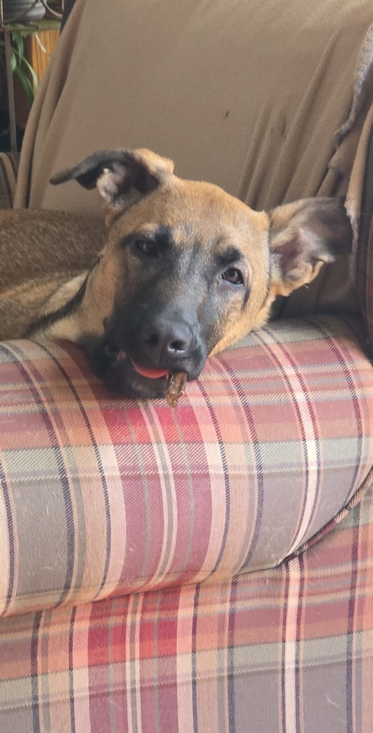 Customer photo review of 6 Inch Beef Jerky Stick
