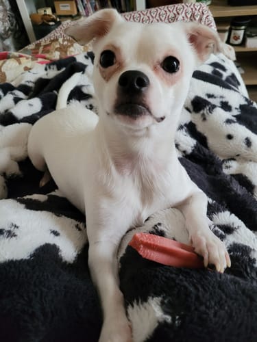Customer's small Chihuahua holding a pink Long-Lasting Yak Chew between its paws on a blanket.