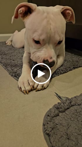 Customer video review of Long-Lasting Yak Chews — 6 Flavor Pack