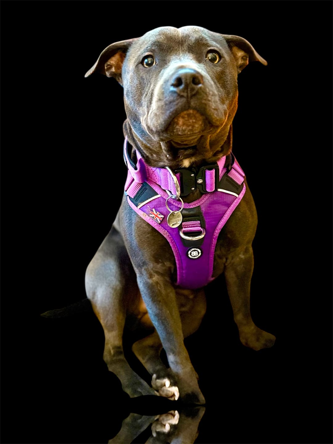Customer photo review of Anti Pull Hurricane Harness Lighter | With Handle - Purple