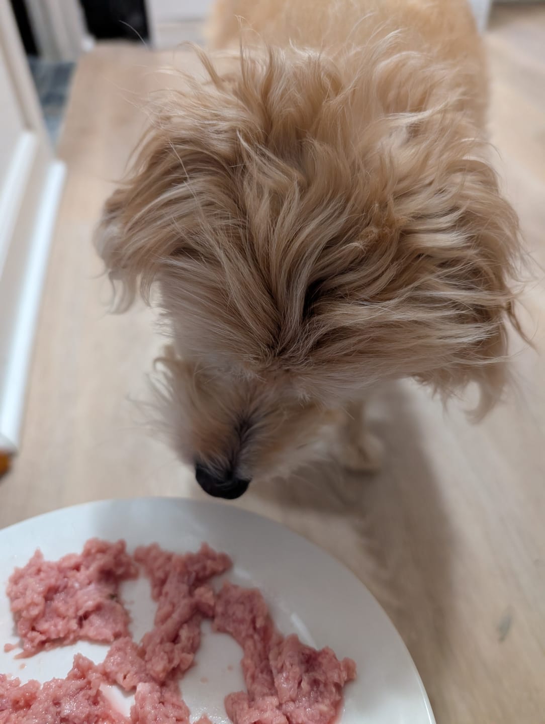 Customer photo review of Marin Raw Whole Ground Organic Chicken - Balanced by Nature