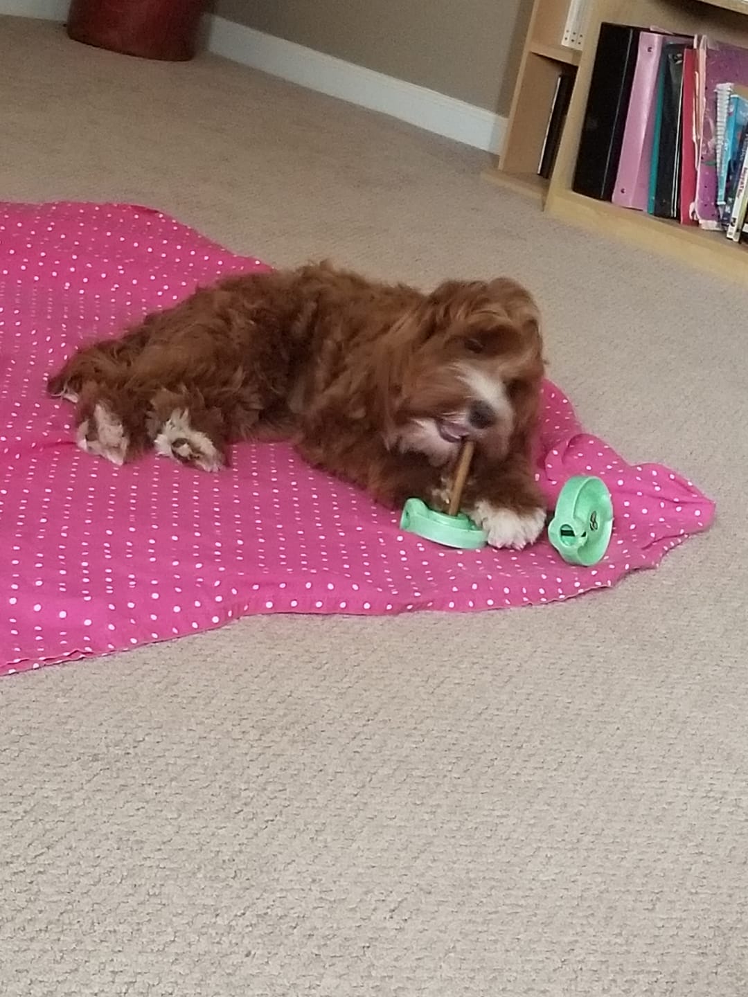 Customer photo review of 6 Inch Thick Bully Stick