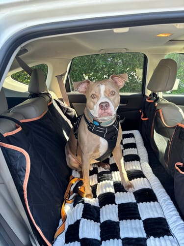 Customer photo review of Luxe Dog Bed - For The RuffRover 2.0™