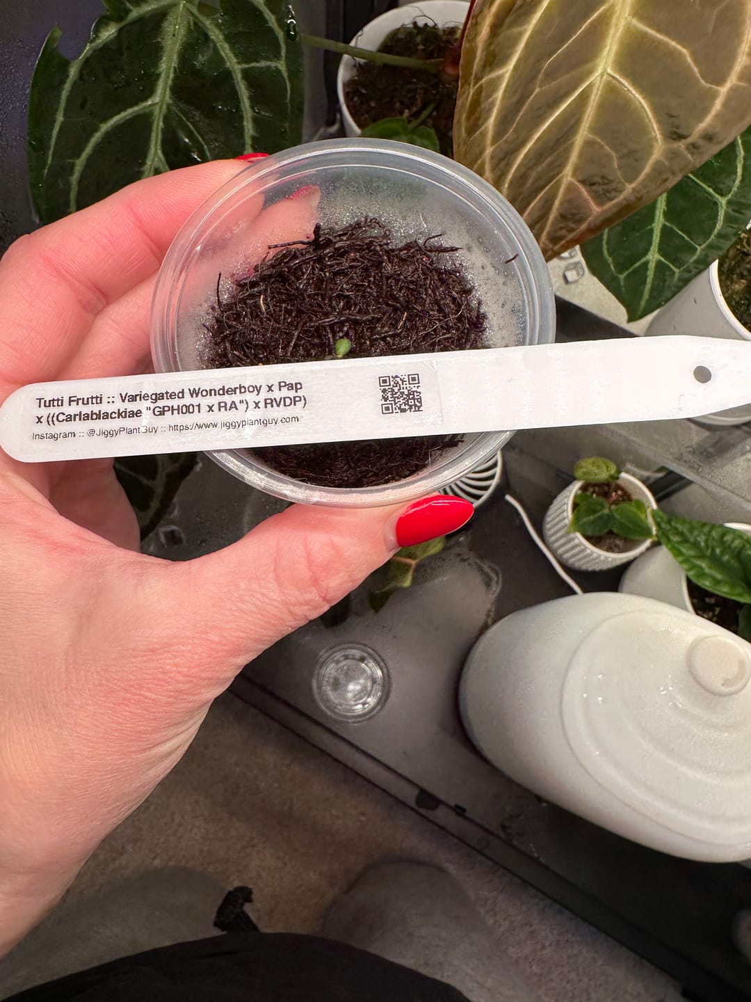 Customer photo review of Tutti Frutti :: (Variegated Wonderboy × Papillilaminum) × (Carlablackiae × RVDP)