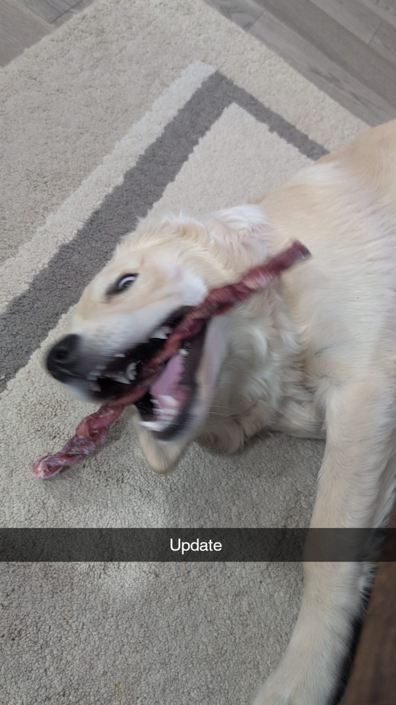 Customer photo review of 12 Inch Thick Braided Bully Stick