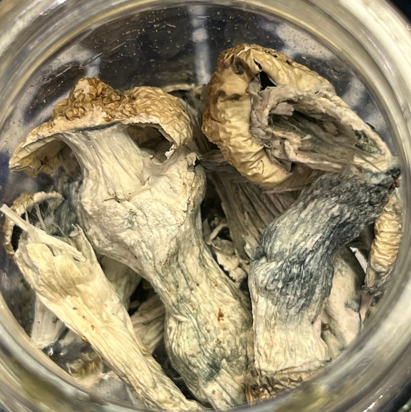Customer photo review of Non Detect Raw Mushrooms