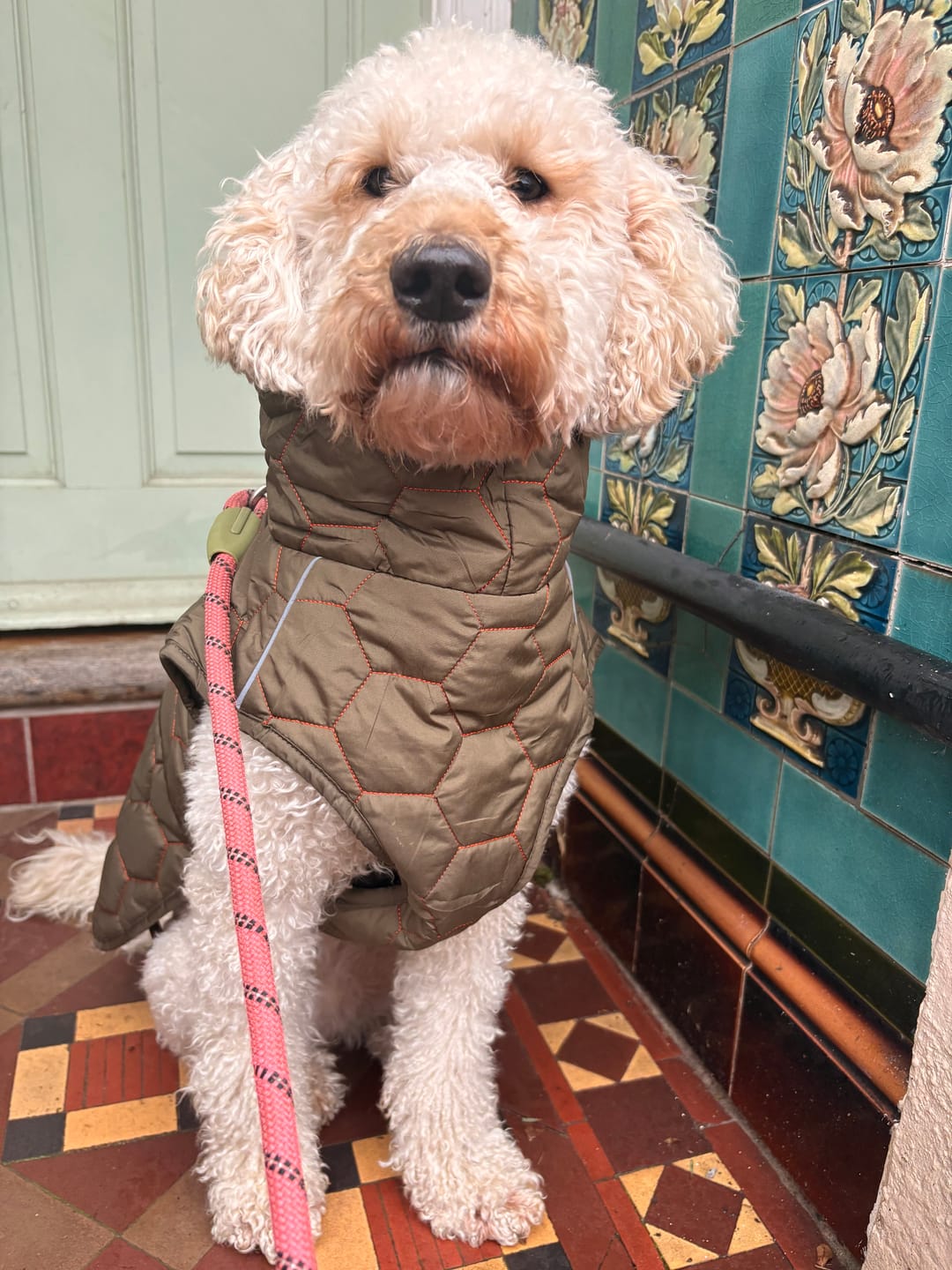 Customer photo review of Honey Comb Dog Coat