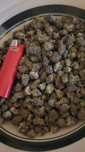 Customer photo review of 9 LB Hammer Exotic THCA Flower