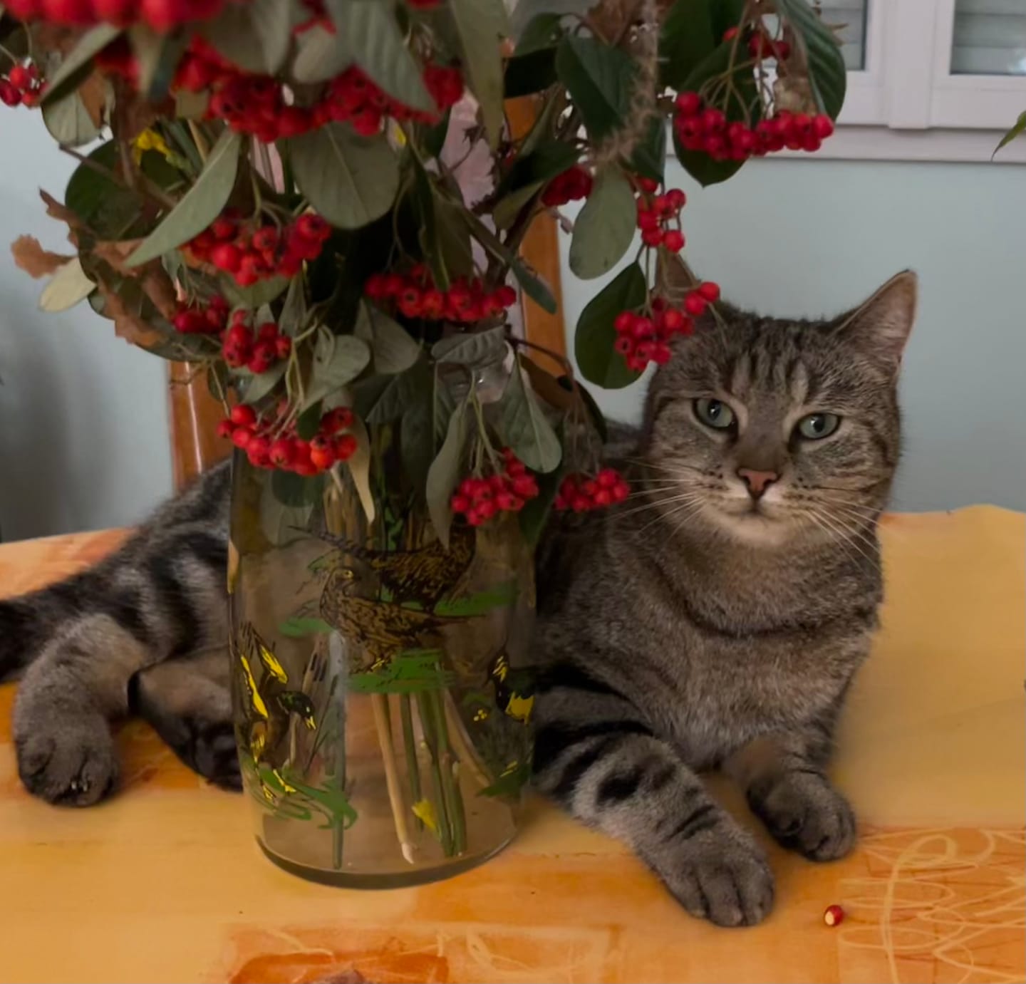 Customer photo review of Pâtée Saumon & Légumes (x16) - Chat