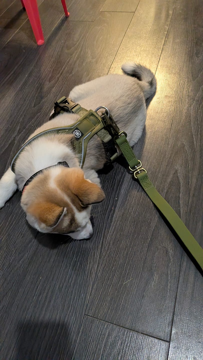 Customer photo review of Slip on Harness | Foam Padded - Khaki