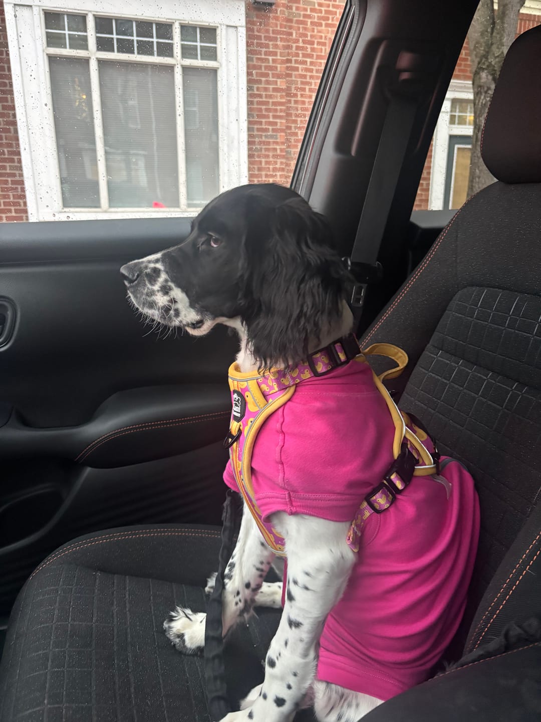 Customer photo review of Pink Rubber Ducky - Adventure Harness